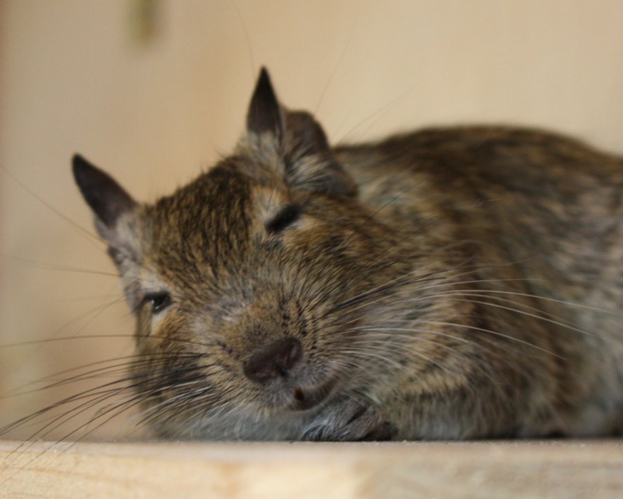 osmák degu